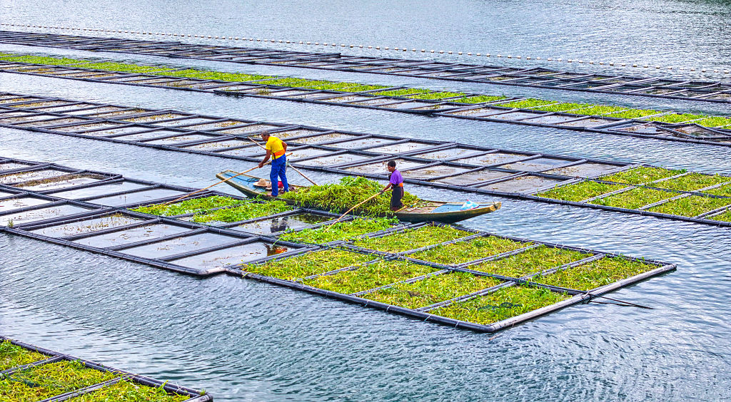 Water Spinach Planted On Ecological Floating Beds In Hangzhou