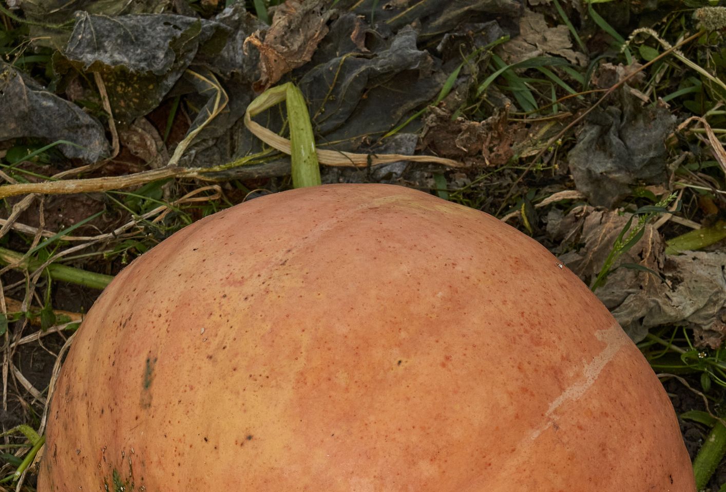 A large ripe pumpkin lies on the ground among the grass and dry leaves.