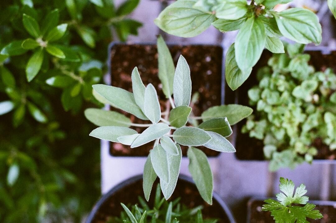 What an eco-friendly lawn says about your values